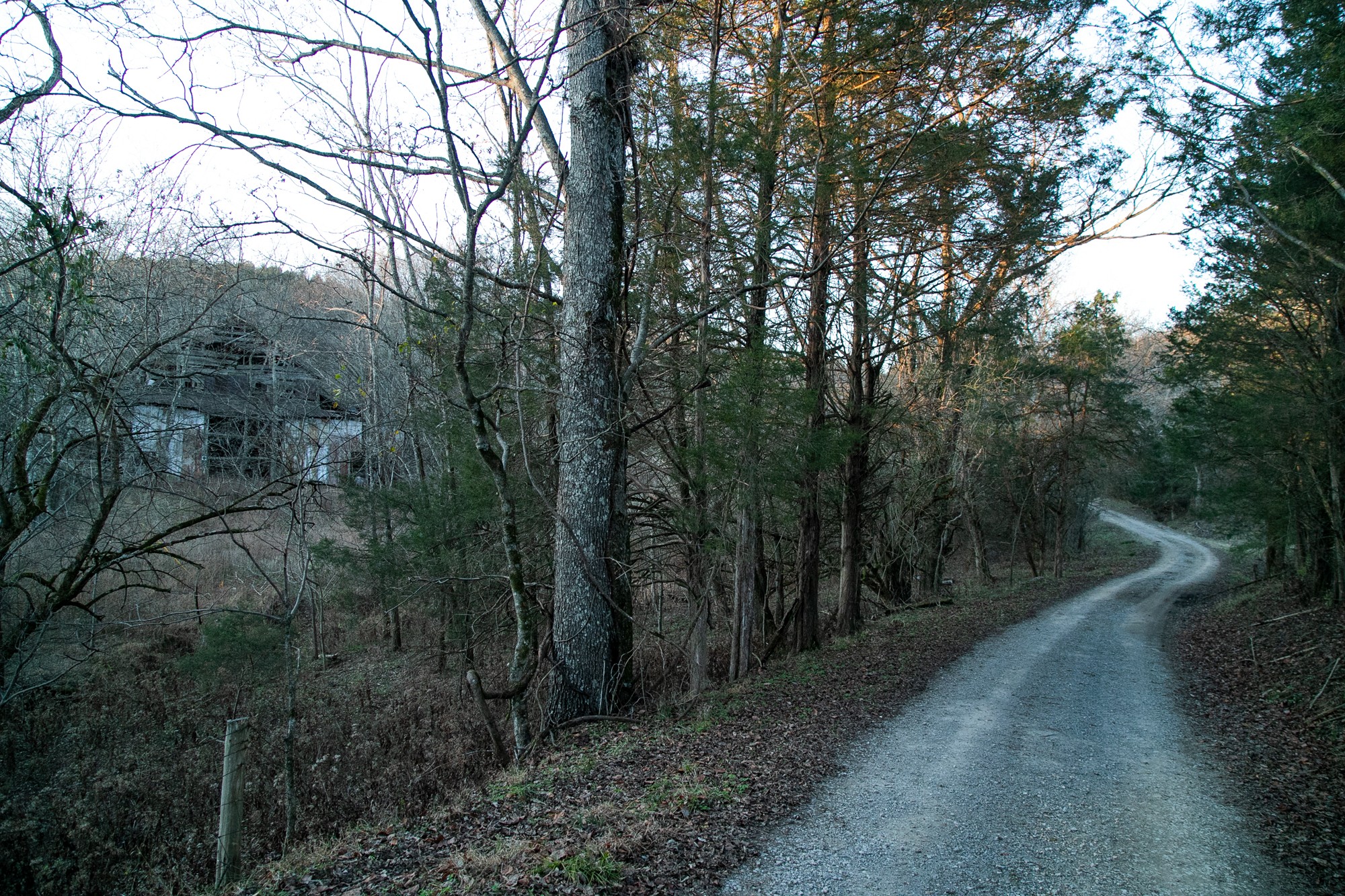 6880 Pulltight Hill Road College Grove, TN 37046 - Photo 19 of 49 a view of a forest with trees in the background