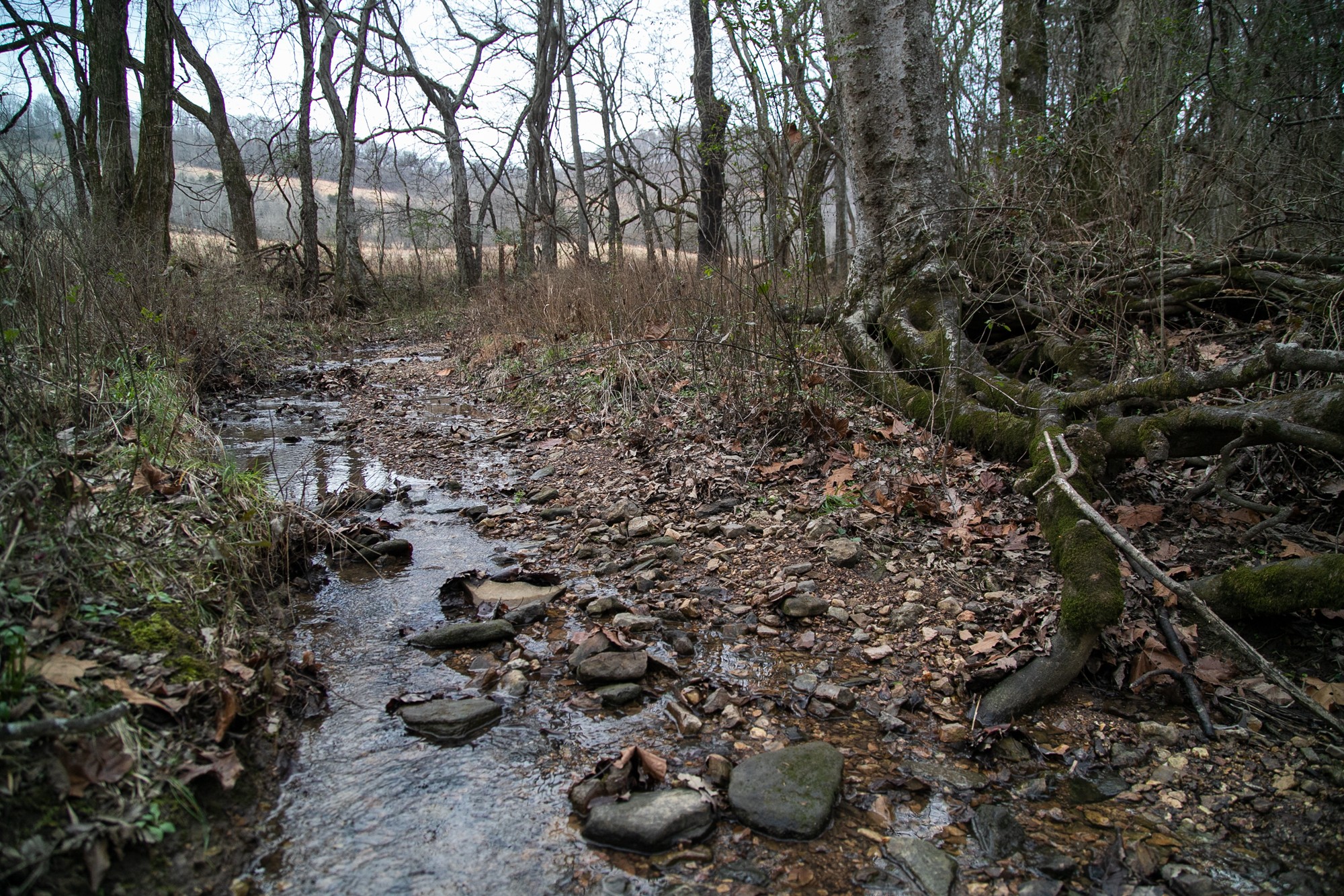 6880 Pulltight Hill Road College Grove, TN 37046 - Photo 23 of 49 a view of a large yard with lots of green space