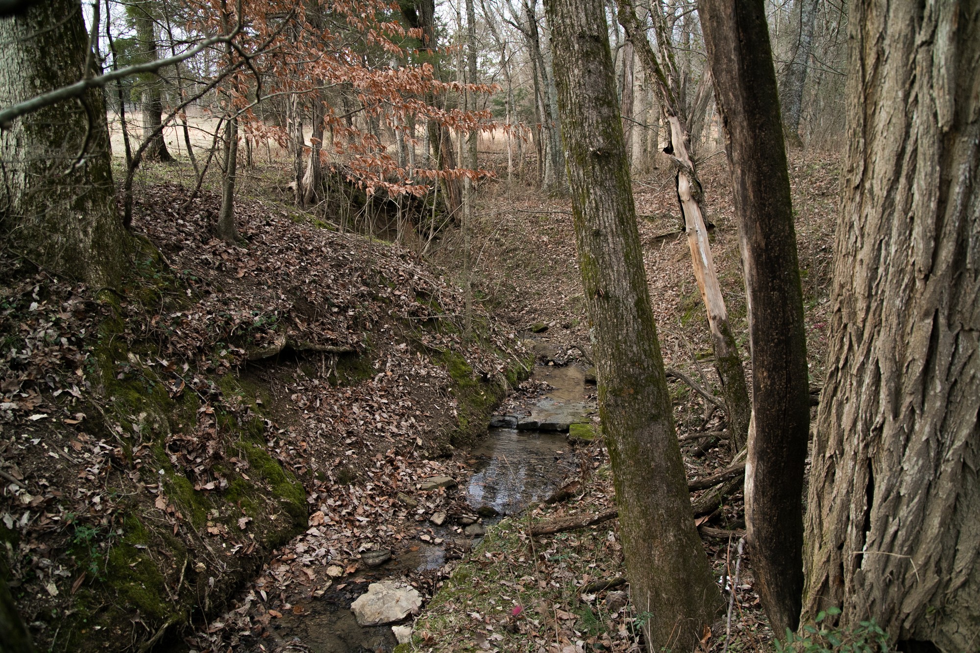 6880 Pulltight Hill Road College Grove, TN 37046 - Photo 26 of 49 a view of a yard with plants and large trees