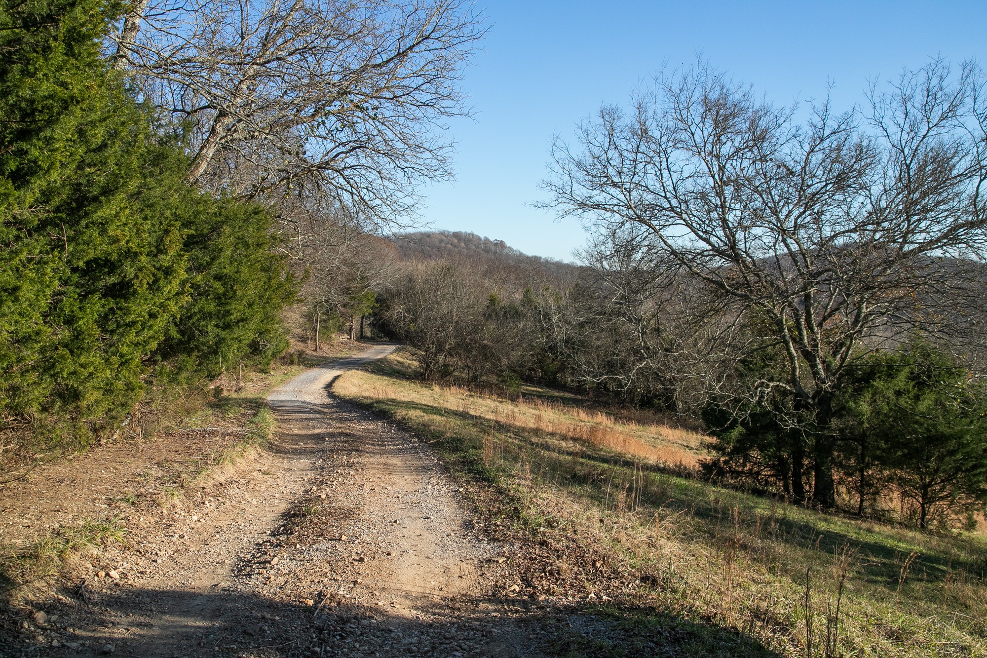 6880 Pulltight Hill Road College Grove, TN 37046 - Photo 4 of 49 a view of a yard with trees