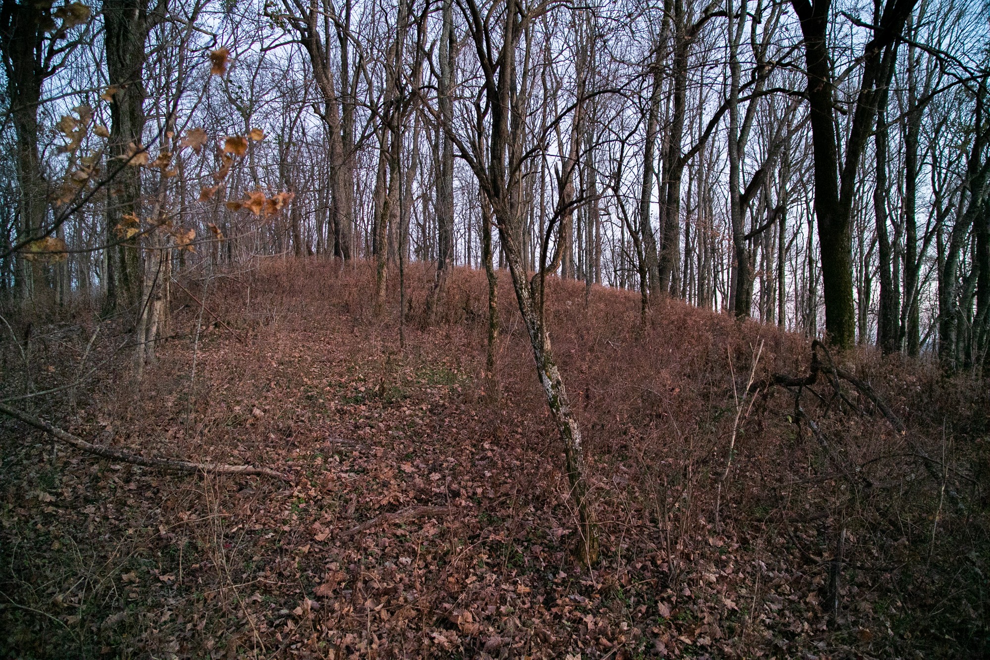6880 Pulltight Hill Road College Grove, TN 37046 - Photo 31 of 49 a view of backyard with large trees