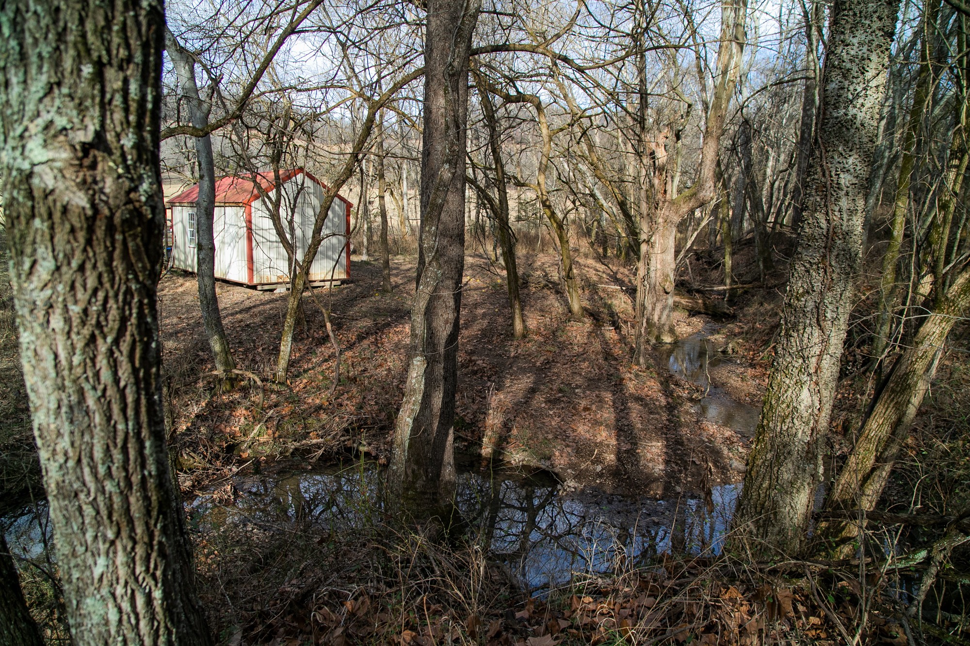 6880 Pulltight Hill Road College Grove, TN 37046 - Photo 33 of 49 a view of a forest with a tree