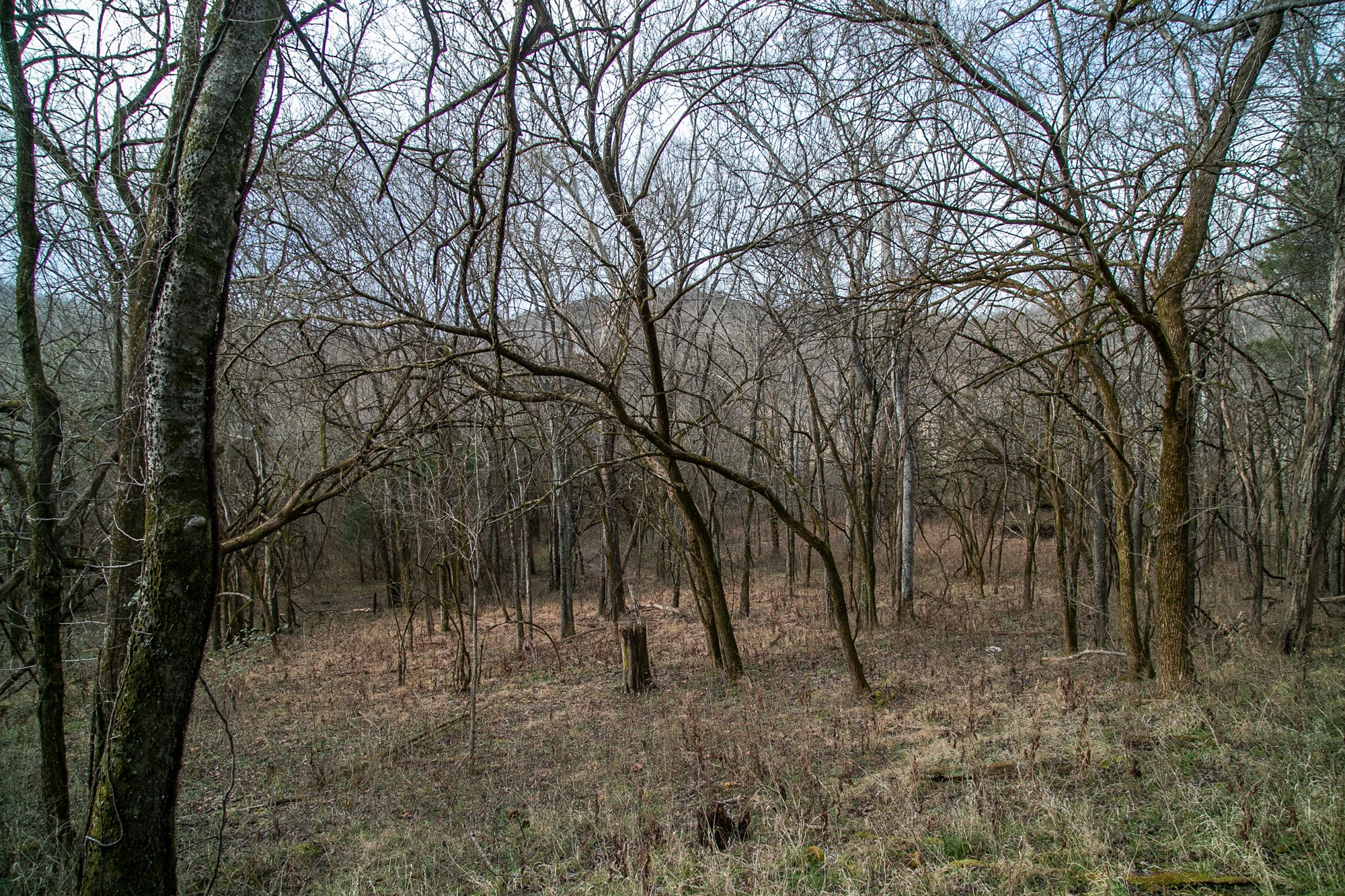 6880 Pulltight Hill Road College Grove, TN 37046 - Photo 34 of 49 a view of a forest with trees in the background
