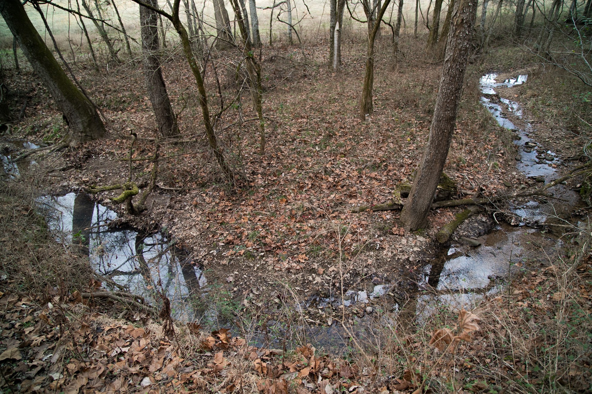 6880 Pulltight Hill Road College Grove, TN 37046 - Photo 35 of 49 a picture of a tree in a forest