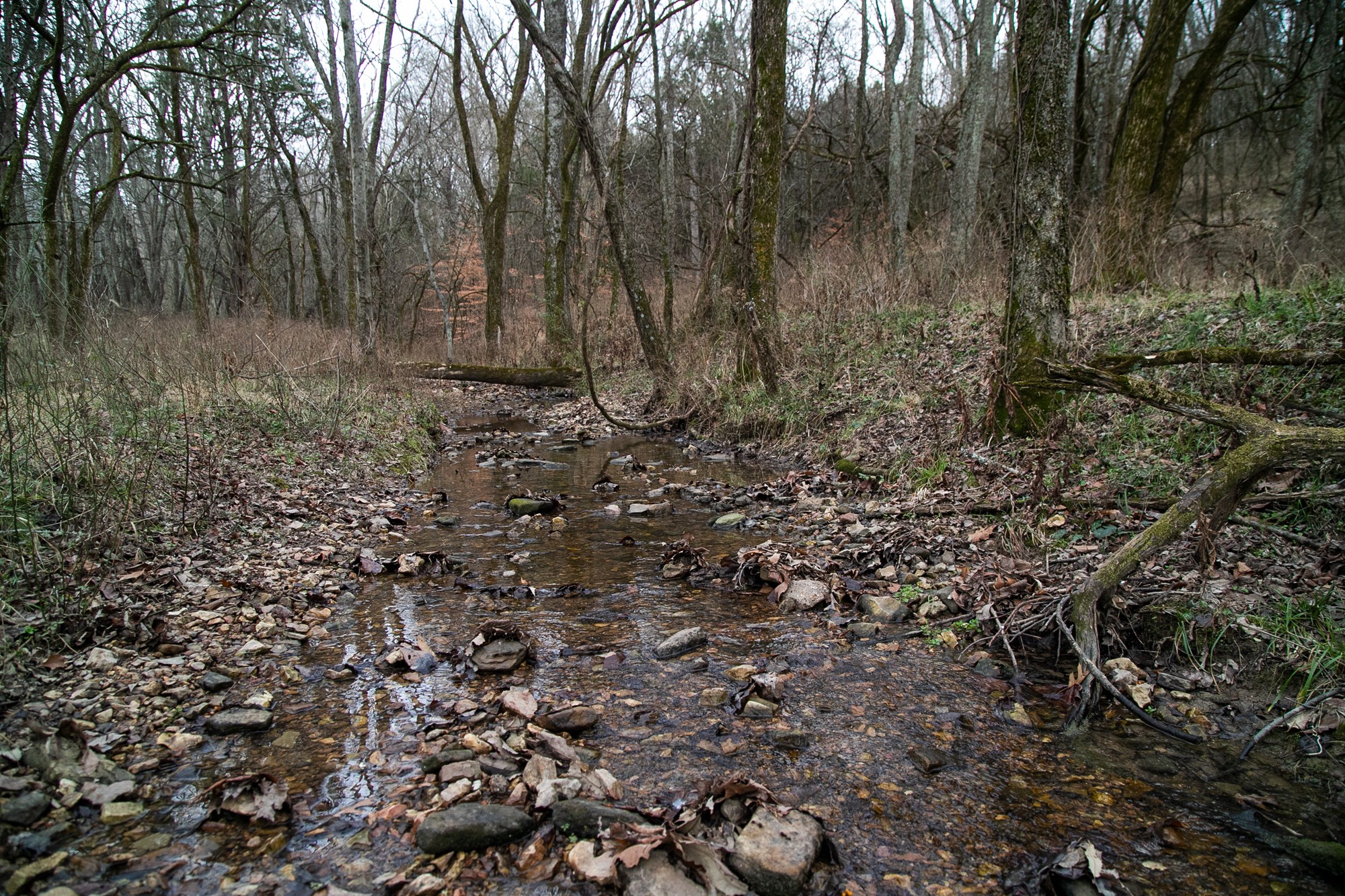 6880 Pulltight Hill Road College Grove, TN 37046 - Photo 36 of 49 a view of a forest with trees in the background