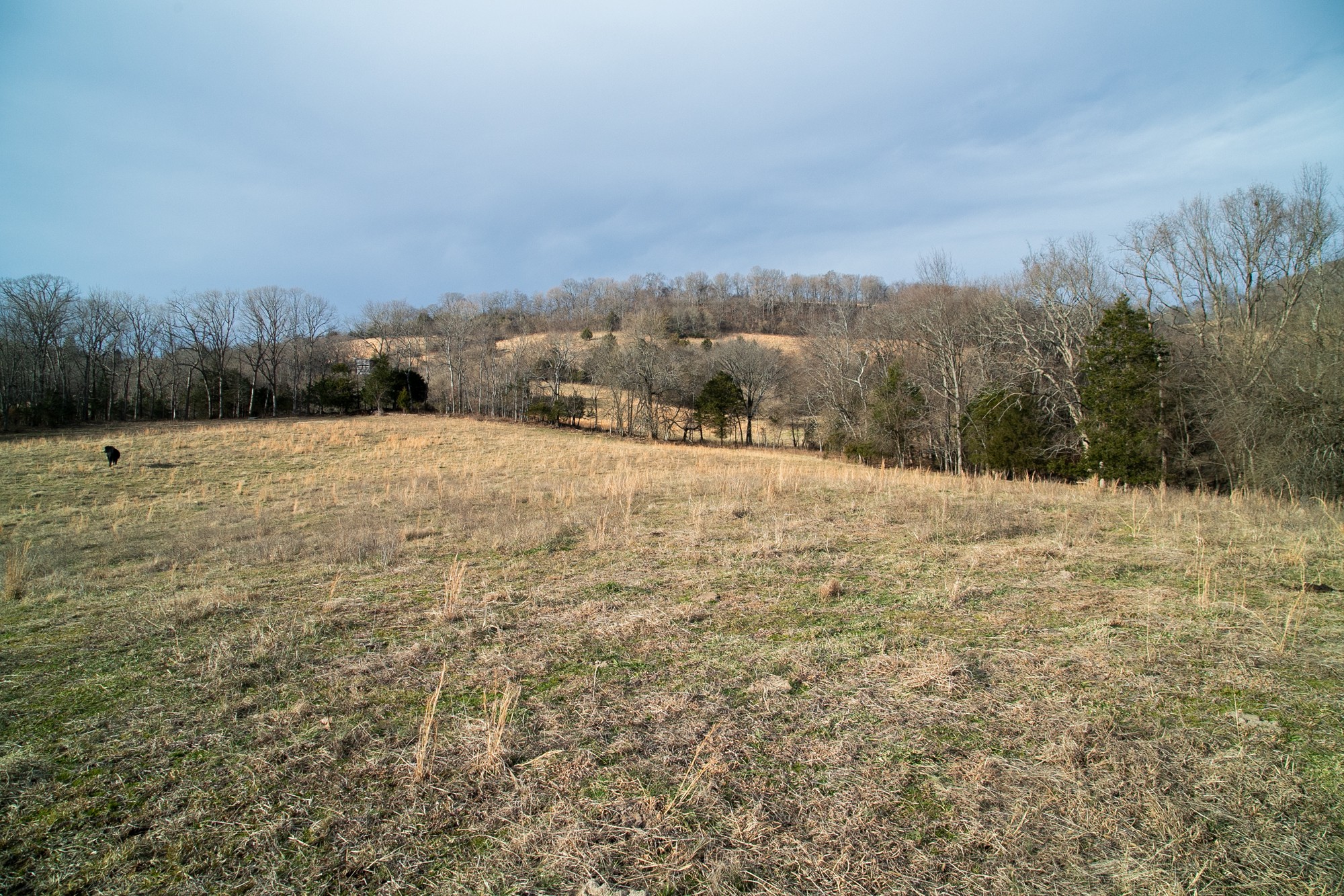 6880 Pulltight Hill Road College Grove, TN 37046 - Photo 37 of 49 a view of an outdoor space and covered with trees