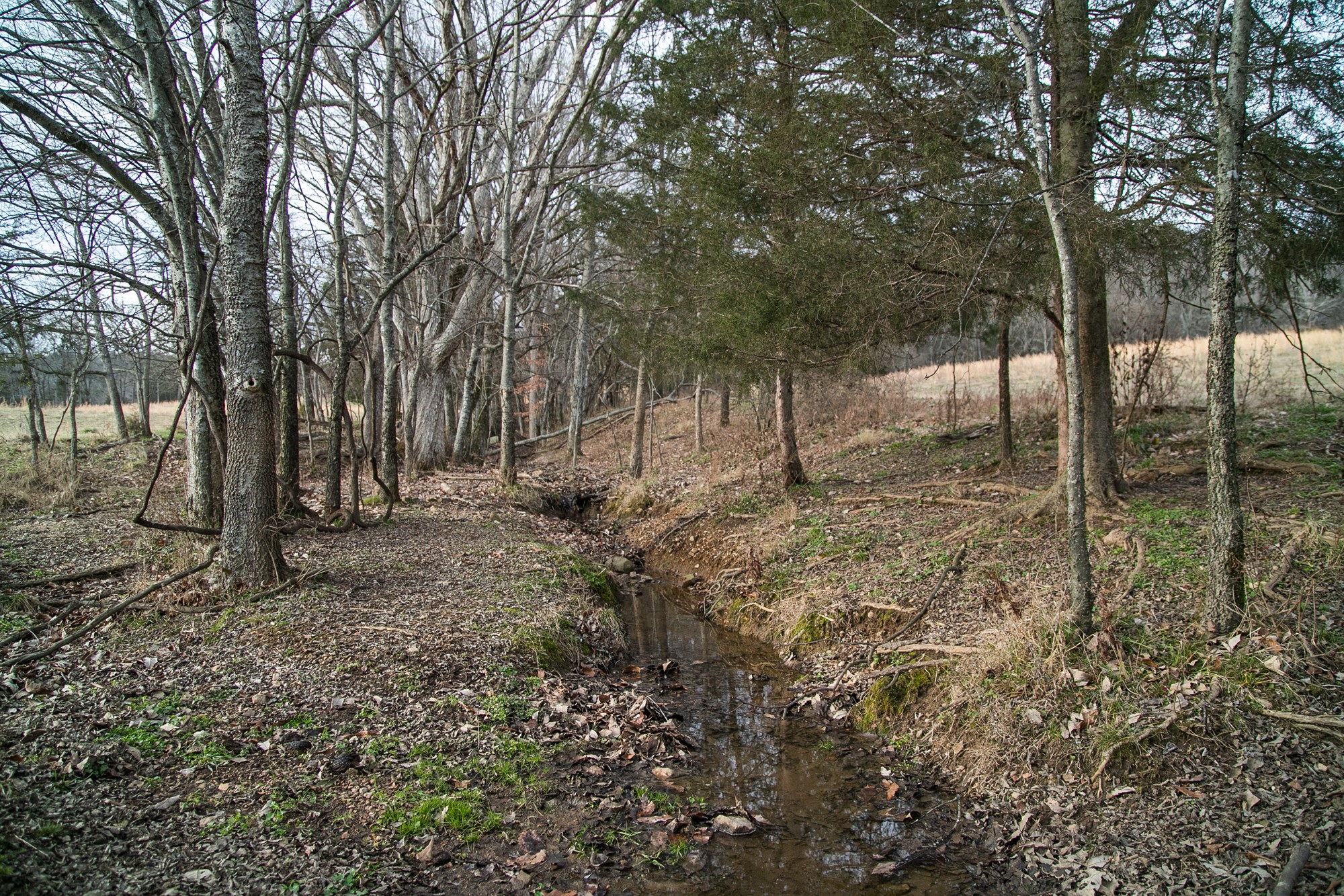 6880 Pulltight Hill Road College Grove, TN 37046 - Photo 38 of 49 a backyard of a house with lots of green space