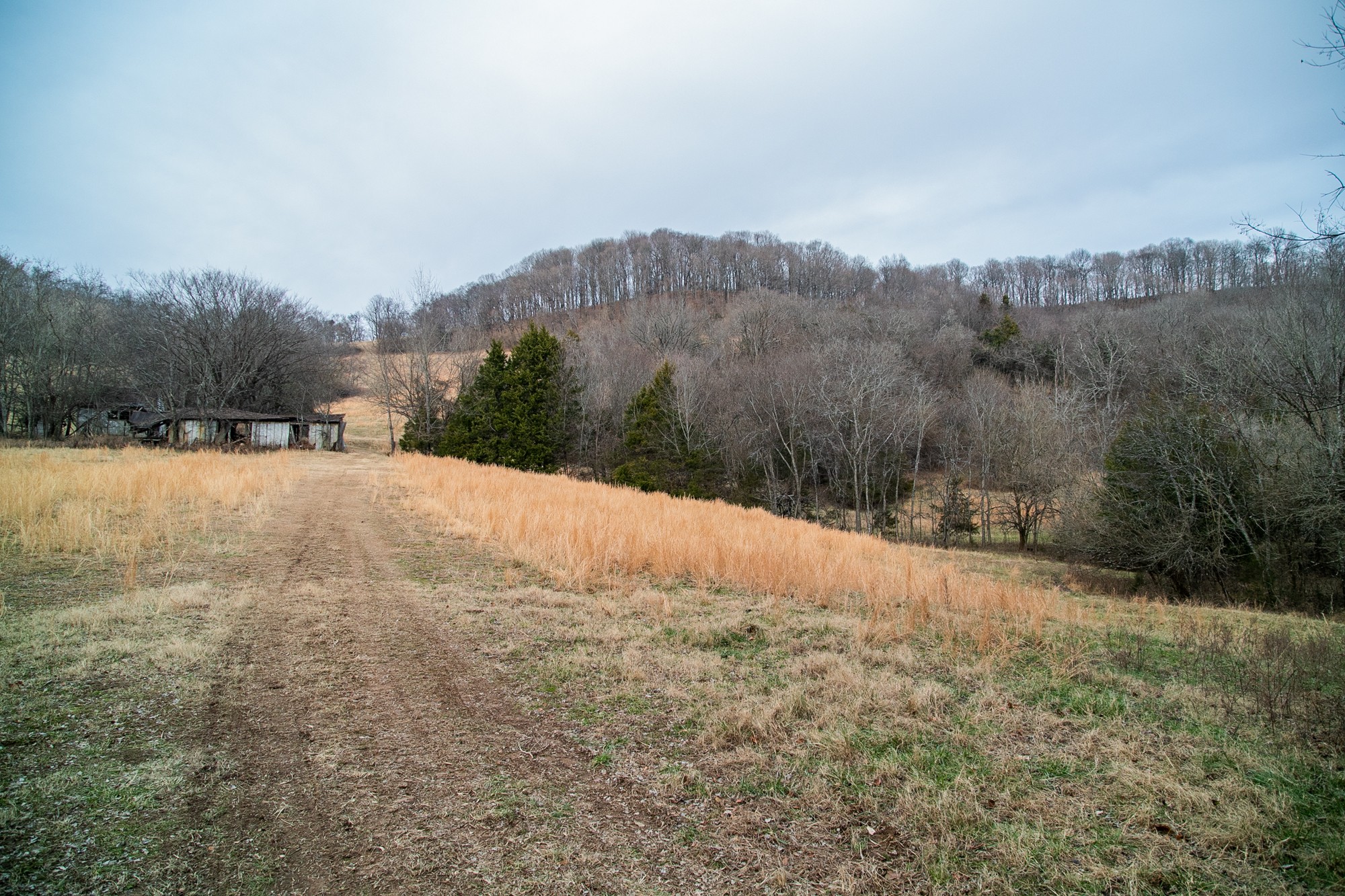 6880 Pulltight Hill Road College Grove, TN 37046 - Photo 39 of 49 a view of large outdoor space with green field and trees