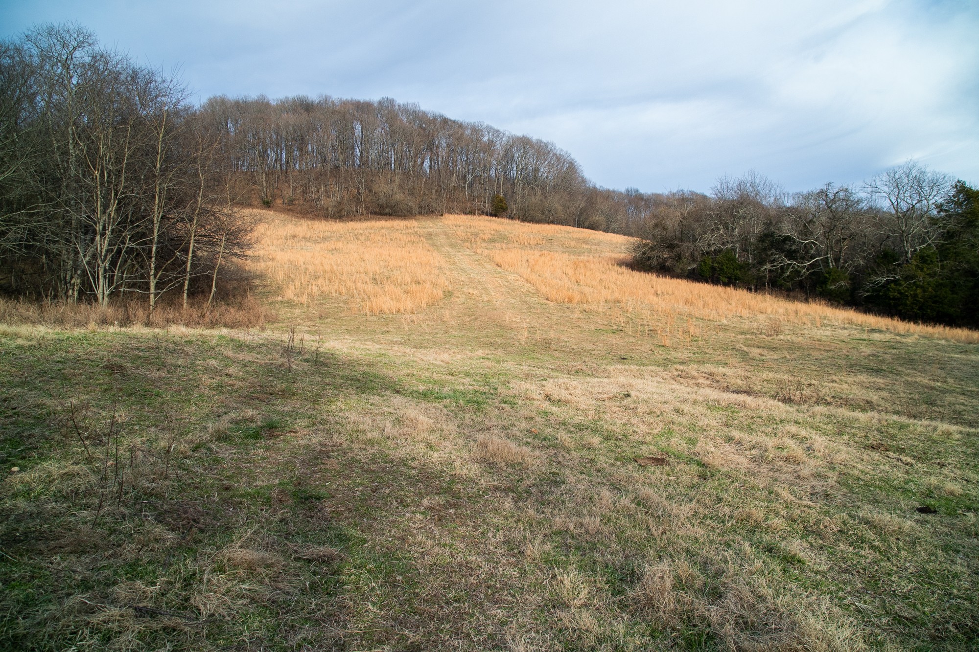 6880 Pulltight Hill Road College Grove, TN 37046 - Photo 44 of 49 a view of a yard