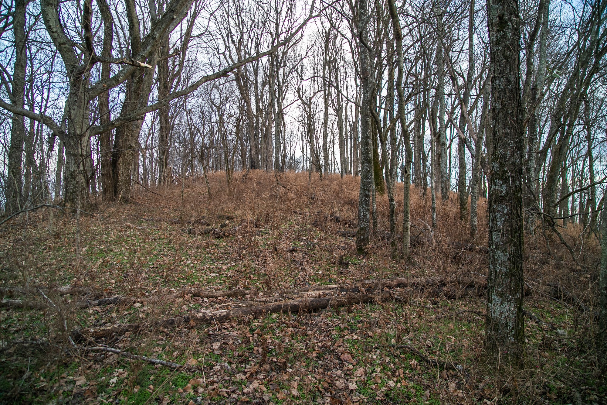 6880 Pulltight Hill Road College Grove, TN 37046 - Photo 46 of 49 a view of backyard with large trees