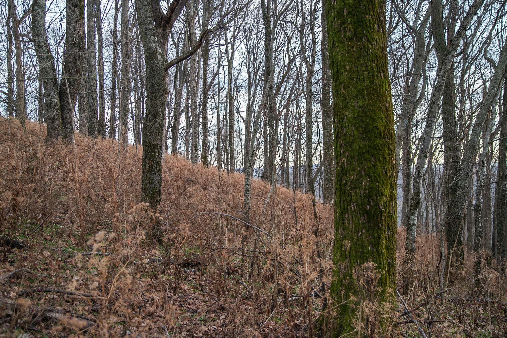 6880 Pulltight Hill Road College Grove, TN 37046 - Photo 47 of 49 a view of backyard with green space