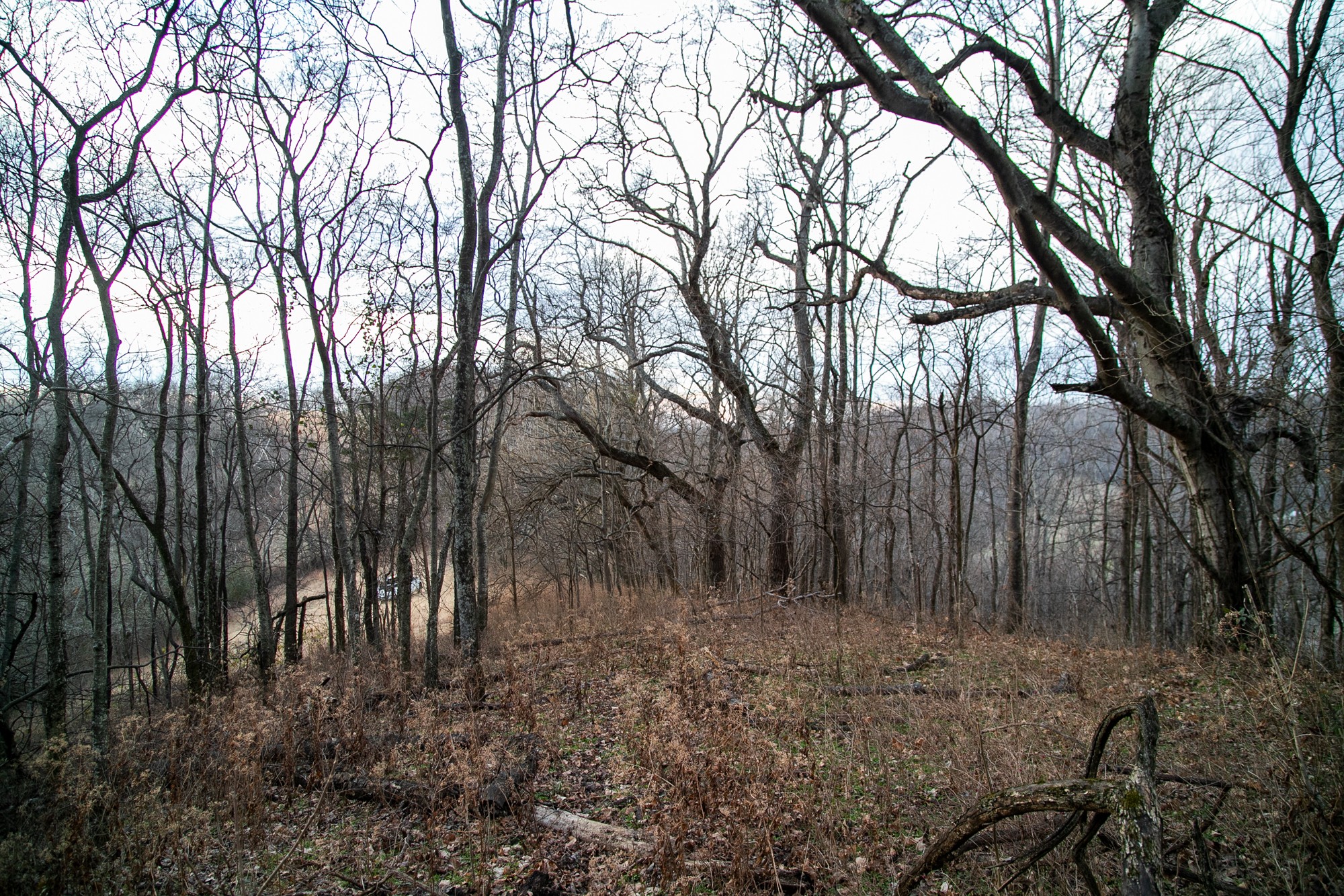 6880 Pulltight Hill Road College Grove, TN 37046 - Photo 48 of 49 a view of backyard with trees