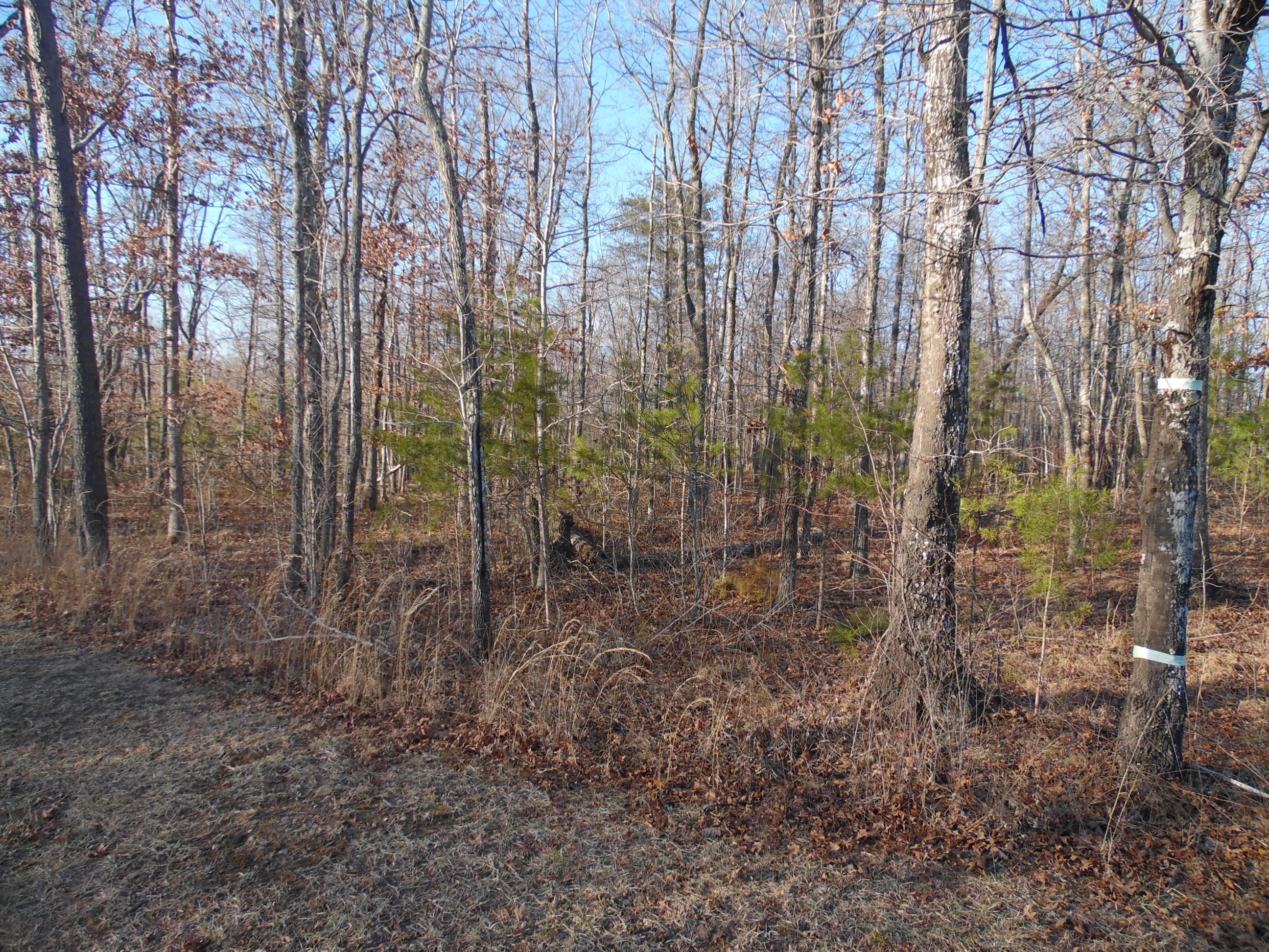 Lot 7 Long Branch Road Spencer, TN 38585 - Photo 3 of 9 SAM_8039