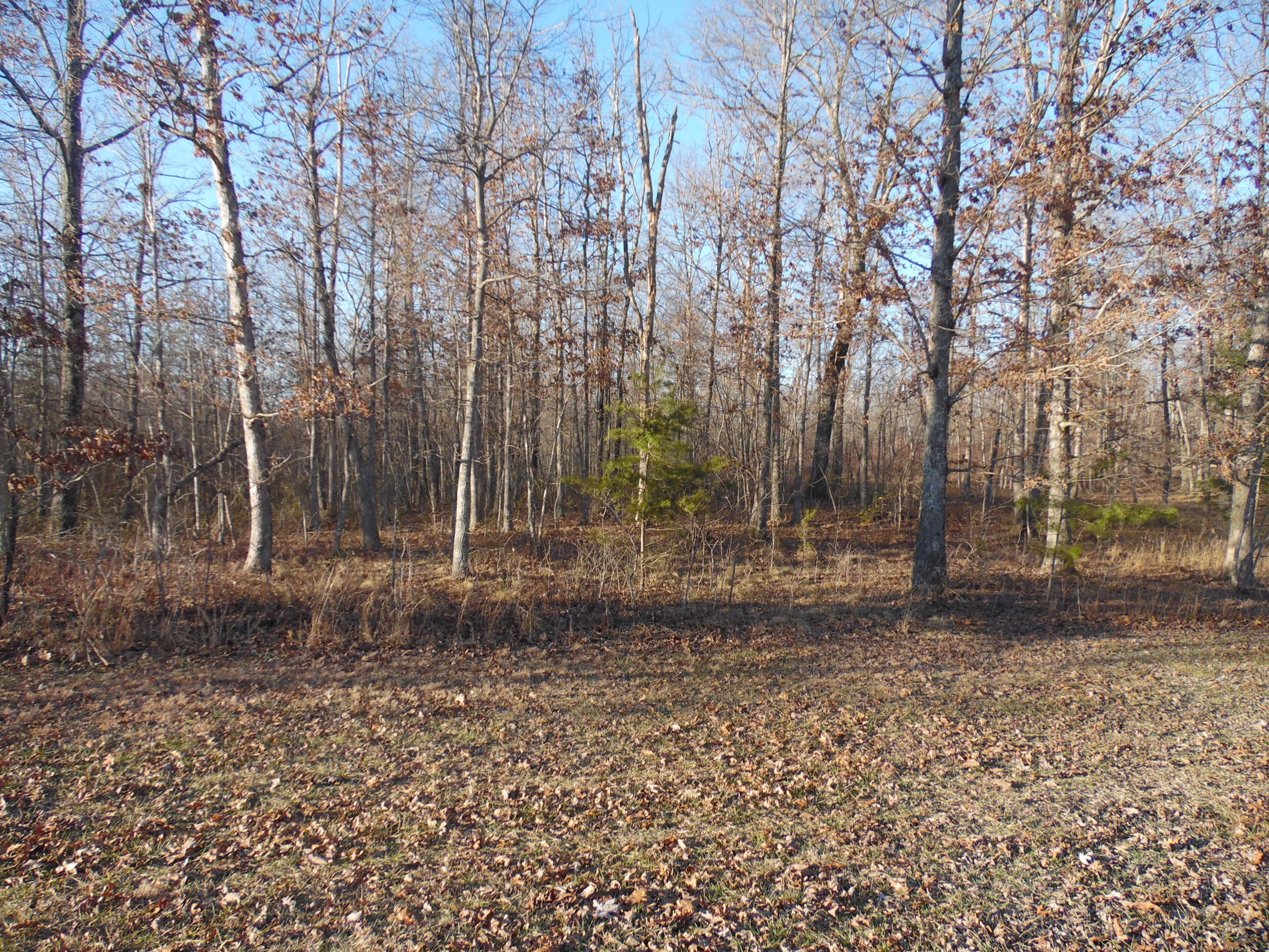 Lot 7 Long Branch Road Spencer, TN 38585 - Photo 7 of 9 SAM_8045