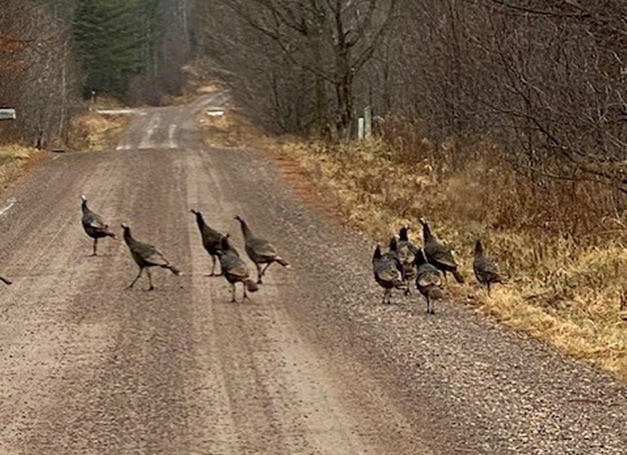 N1343 10 Crossing Road Ogema, WI 54459 - Photo 27 of 30 Gallery Image 27