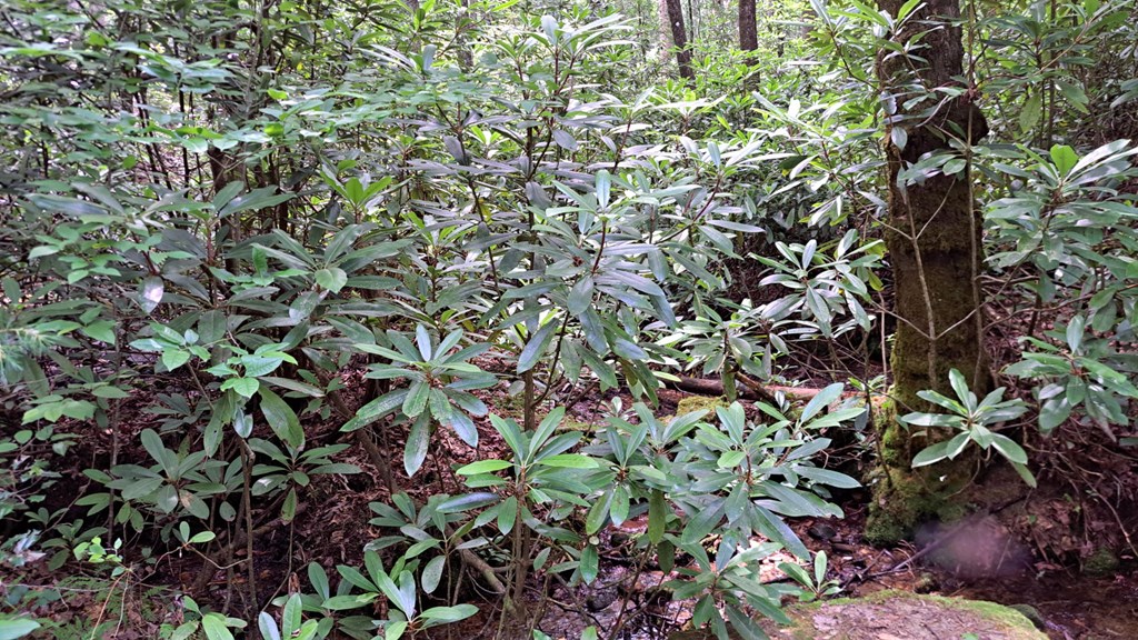 31-acres Upper Bear Paw Road Murphy, NC 28906 - Photo 5 of 26