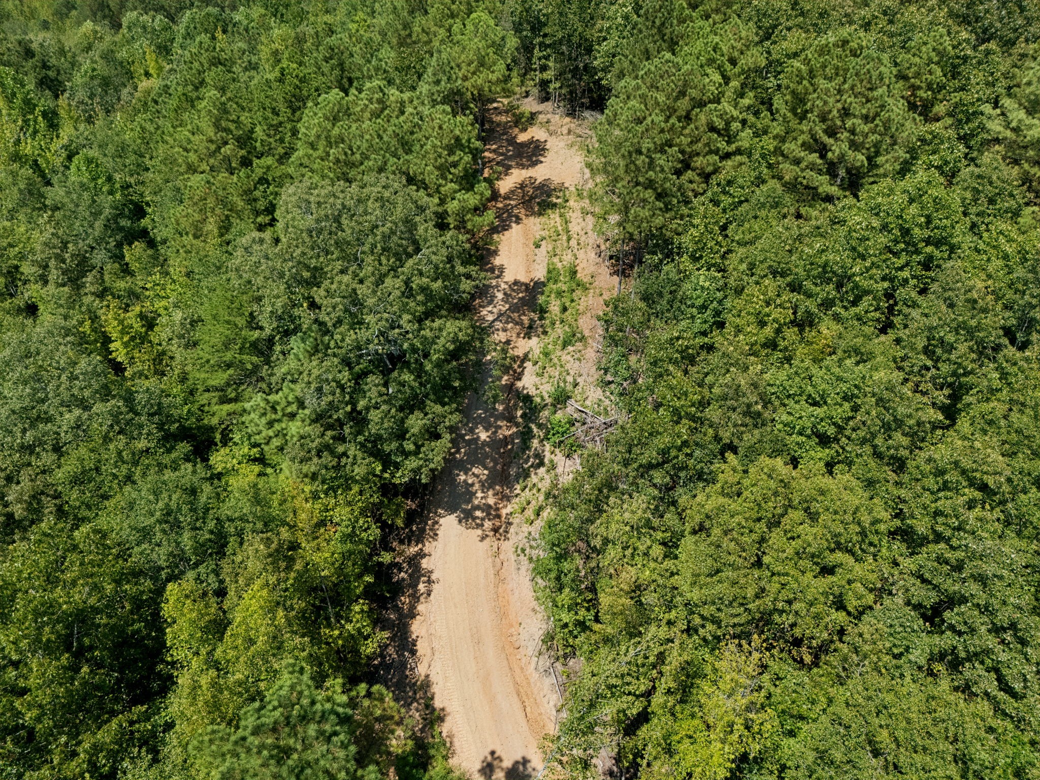 410 Gladden Road Counce, TN 38326 - Photo 11 of 25 a picture of a tree