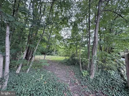 a view of a forest