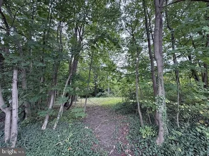 a view of a forest
