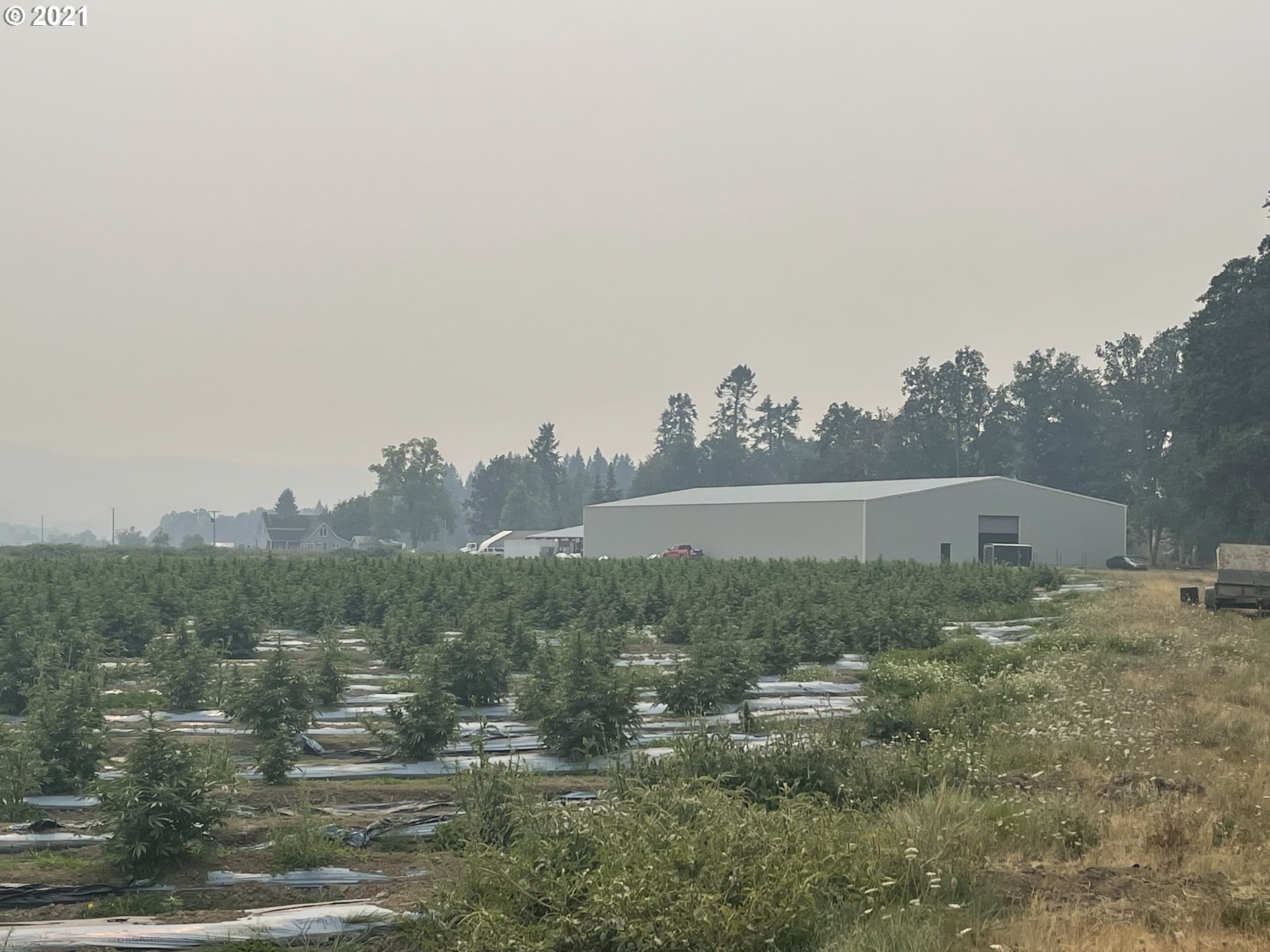 1021 Upper Camas Road Camas Valley, OR 97416 - Photo 17 of 27 a view of a dry yard with trees in the background