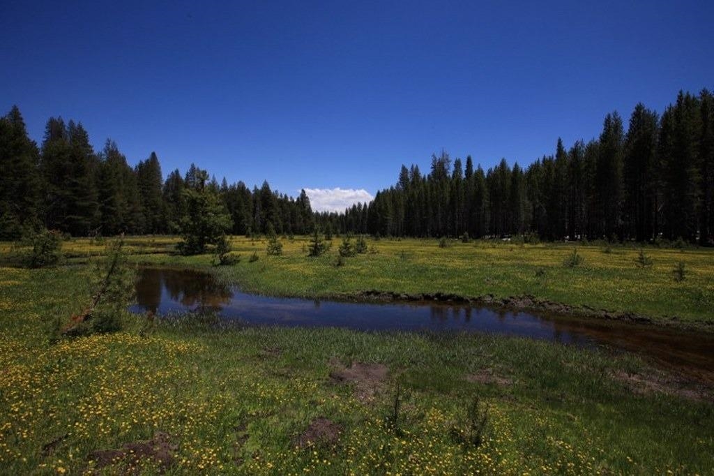 10 Beasore Road Bass Lake, CA 93604 - Photo 5 of 15 a view of outdoor space with green field and trees