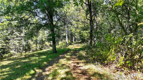 a view of forest