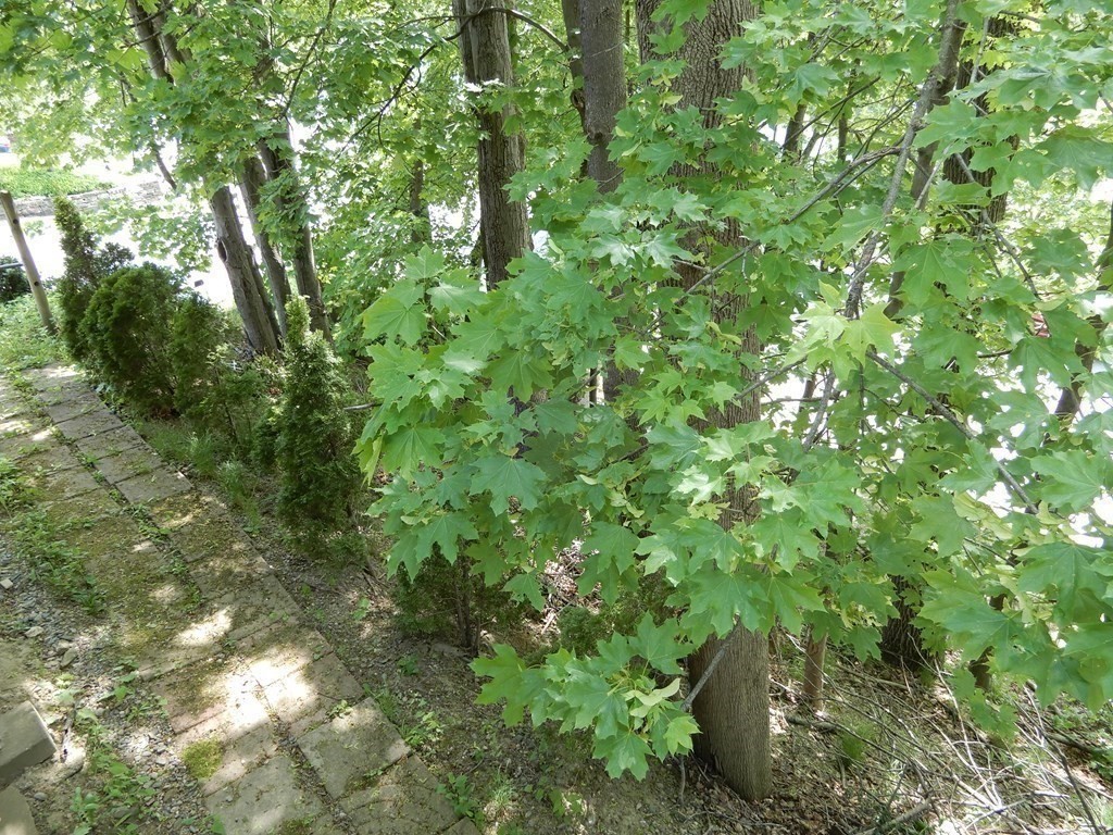 34 Colonial Road Worcester, MA 01602 - Photo 9 of 34 a view of a lush green forest