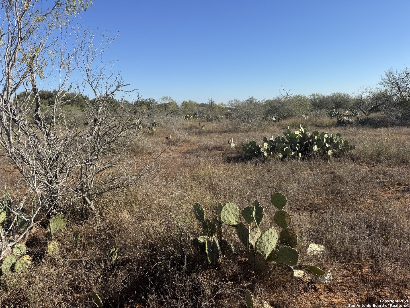 449 Rodriguez Acres Jourdanton, TX 78026 - Photo 5 of 14 a view of a bunch of trees and bushes