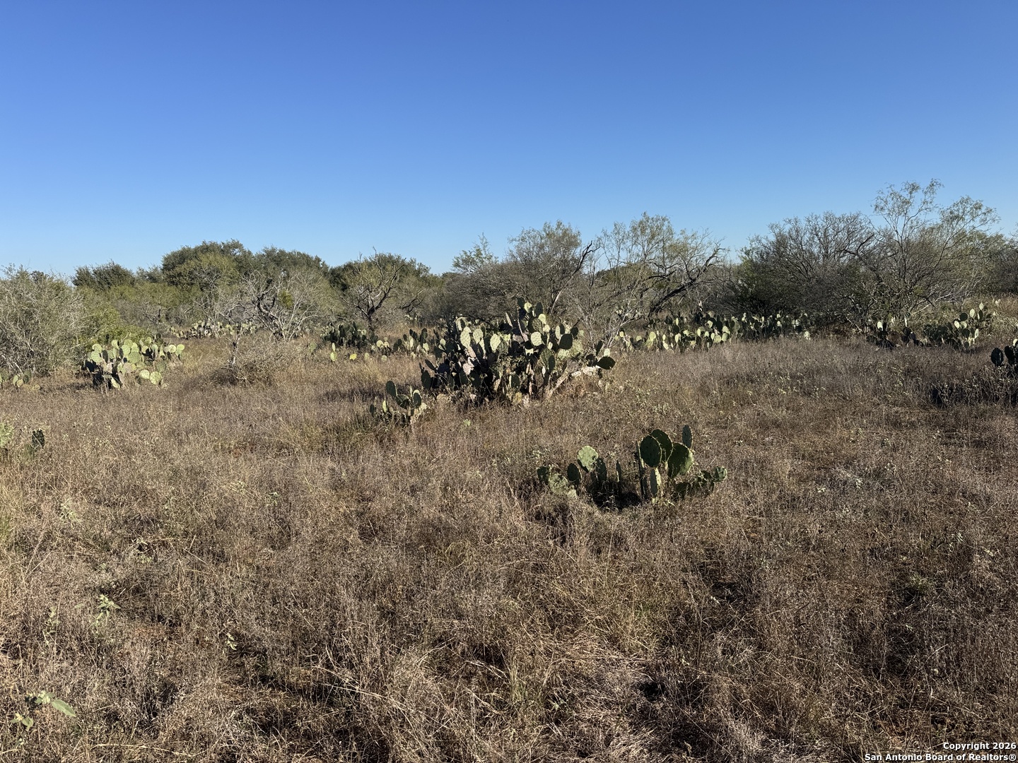 449 Rodriguez Acres Jourdanton, TX 78026 - Photo 7 of 14 a view of a forest with a tree in the background