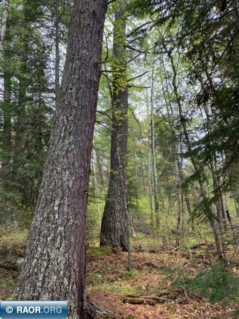 Tbd Susan Lake Road Cook, MN 55723 - Photo 11 of 13