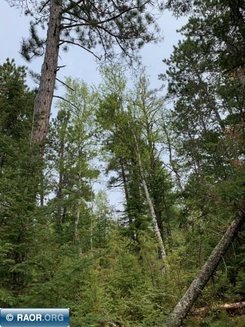 Tbd Susan Lake Road Cook, MN 55723 - Photo 7 of 13