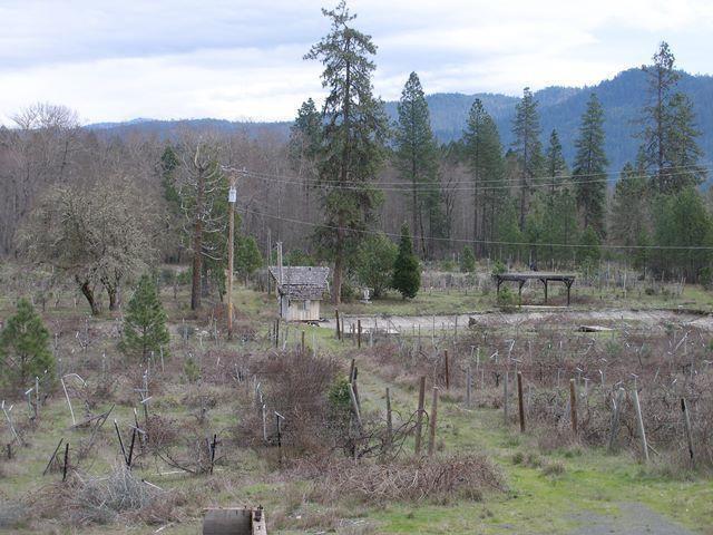 6307 Rockydale Road Cave Junction, OR 97523 - Photo 22 of 25 old vineyard with view of pond 2