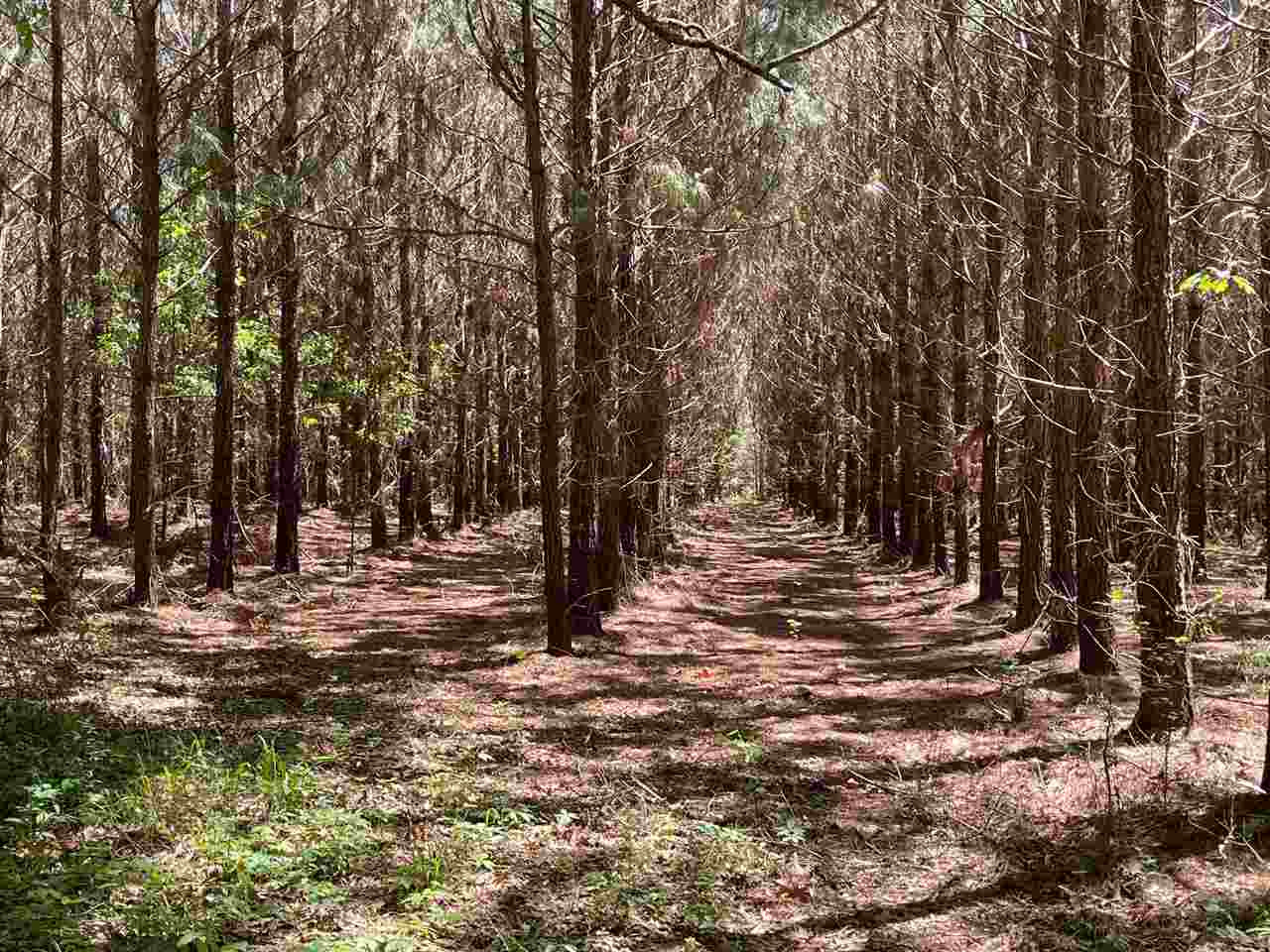 3034 Palestine Road, Unit N Raymond, MS 39154 - Photo 20 of 50 Photo 20