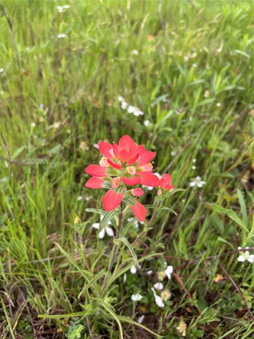 a view of a lush green space