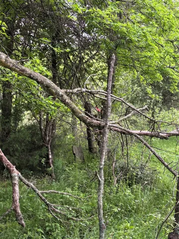 a lake view with a tree