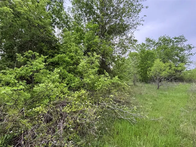 a view of a lush green forest