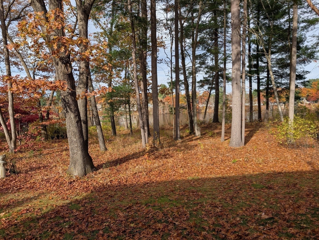 251 Wellman Avenue, Unit 251 Chelmsford, MA 01863 - Photo 35 of 42 a view of a tree in the middle of a yard