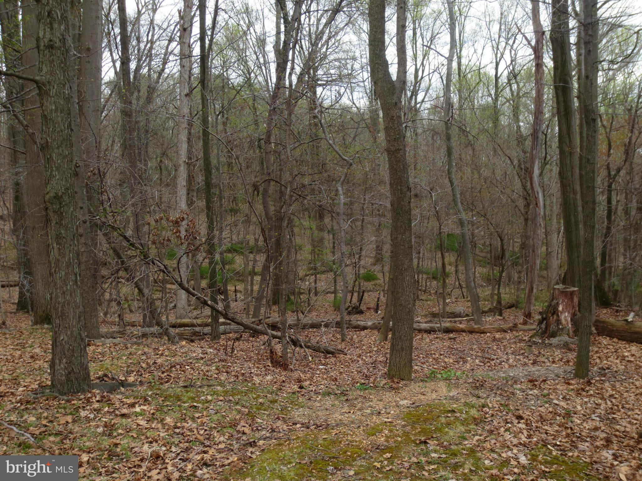 22901 Old Hundred Road Barnesville, MD 20838 - Photo 8 of 8 a view of a forest