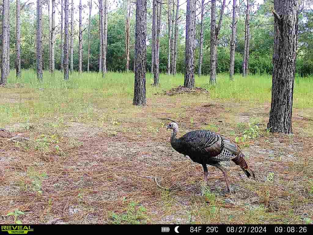 202-acres Columbus Holley Road Samson, AL 36477 - Photo 46 of 50