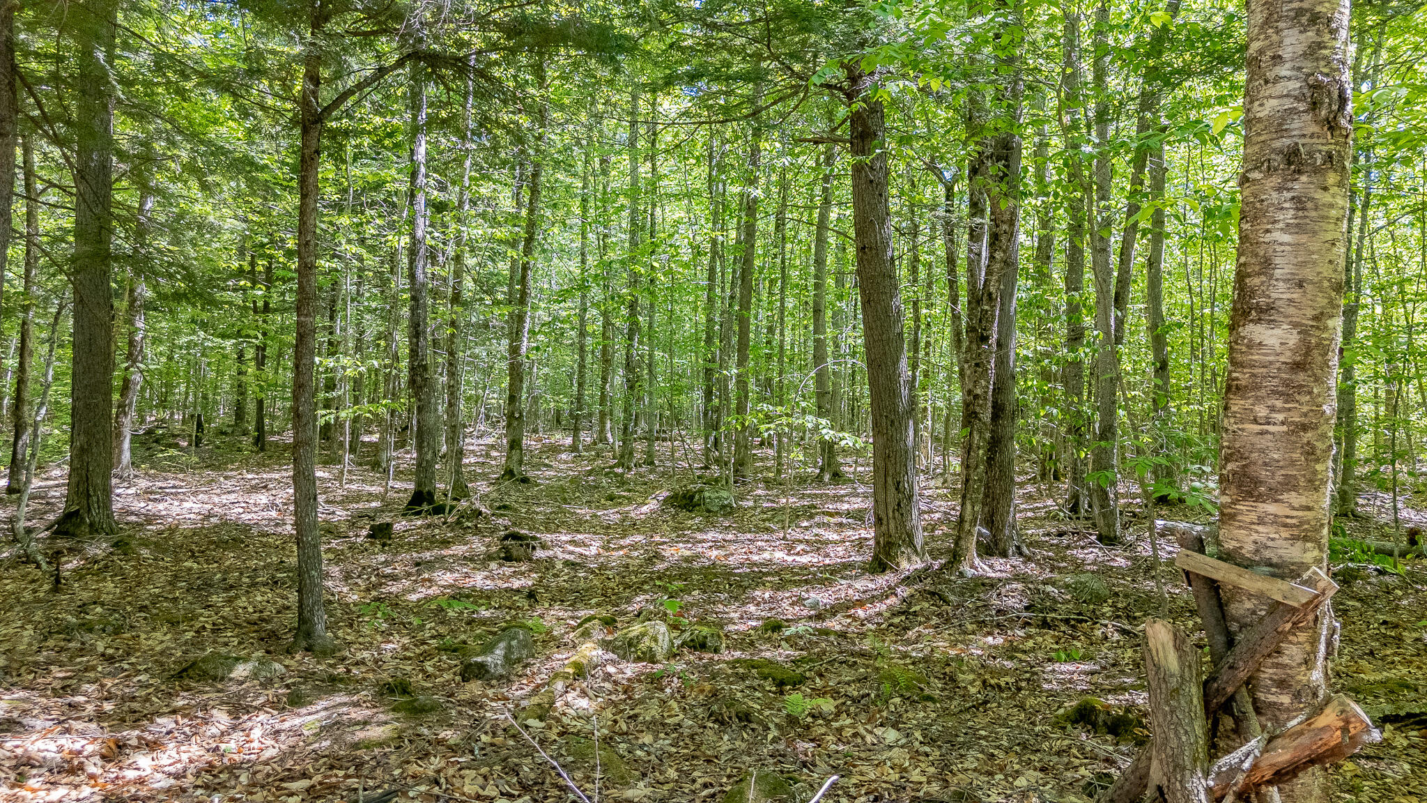 16 Beach View Road Dover-Foxcroft, ME 04426 - Photo 46 of 56 DJI_20260603140452_0585_D