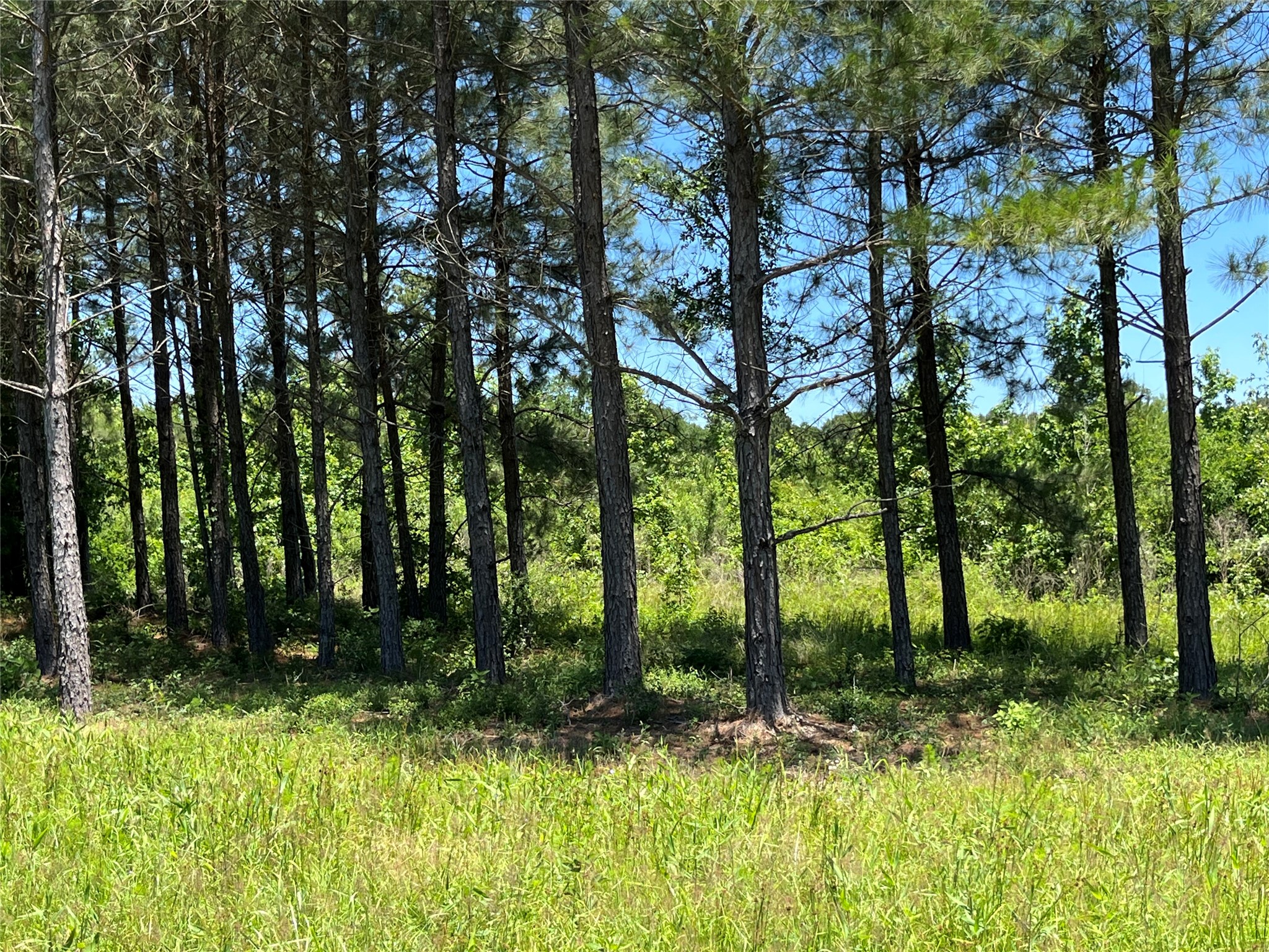 Tbd Tbd Canopy Ridge Crockett, TX 75835 - Photo 11 of 12 lushus open fields w/ trees