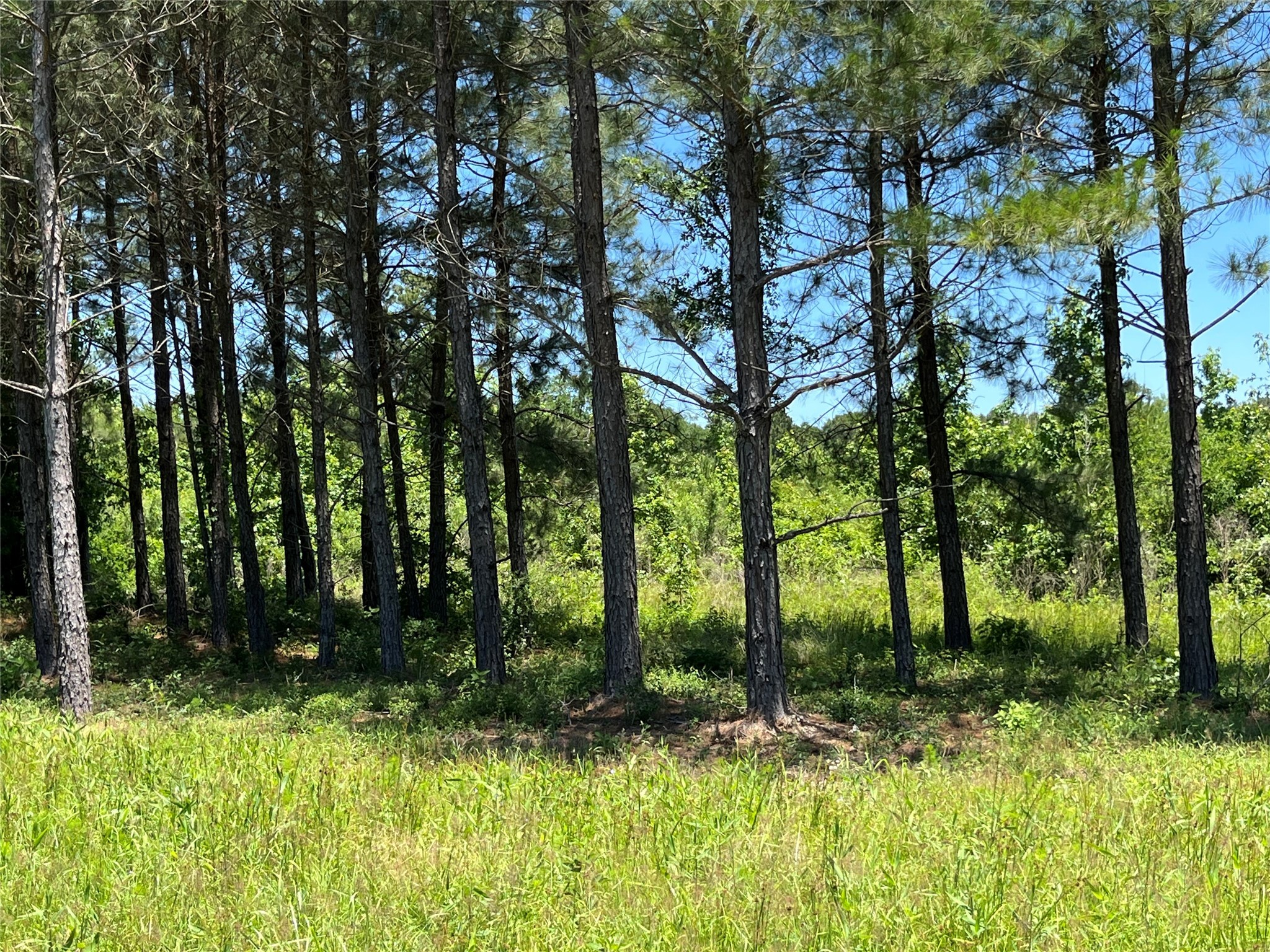 Tbd Tbd Canopy Ridge Crockett, TX 75835 - Photo 11 of 12 a backyard of a house with lots of green space and fountain