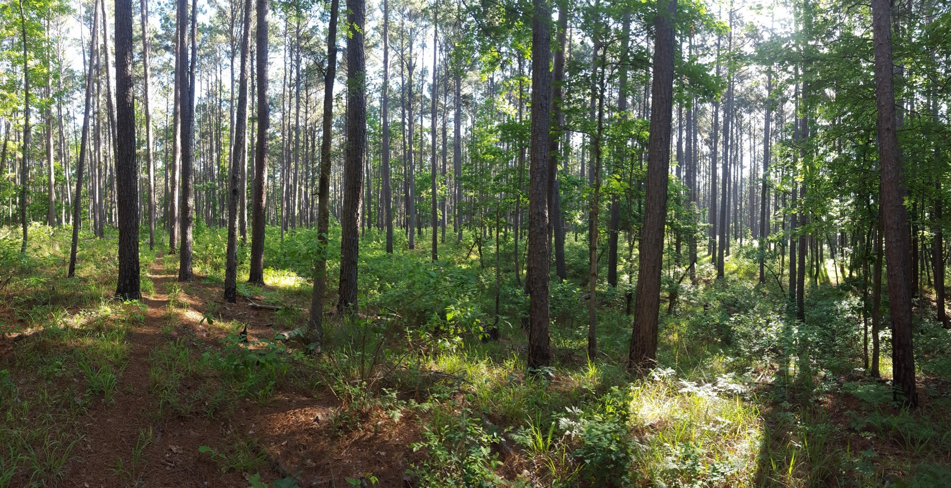 Tbd Tbd Canopy Ridge Crockett, TX 75835 - Photo 4 of 12 a view of forest