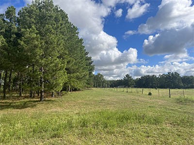 Tbd Tbd Canopy Ridge Crockett, TX 75835 - Photo 6 of 12 a view of park with large trees