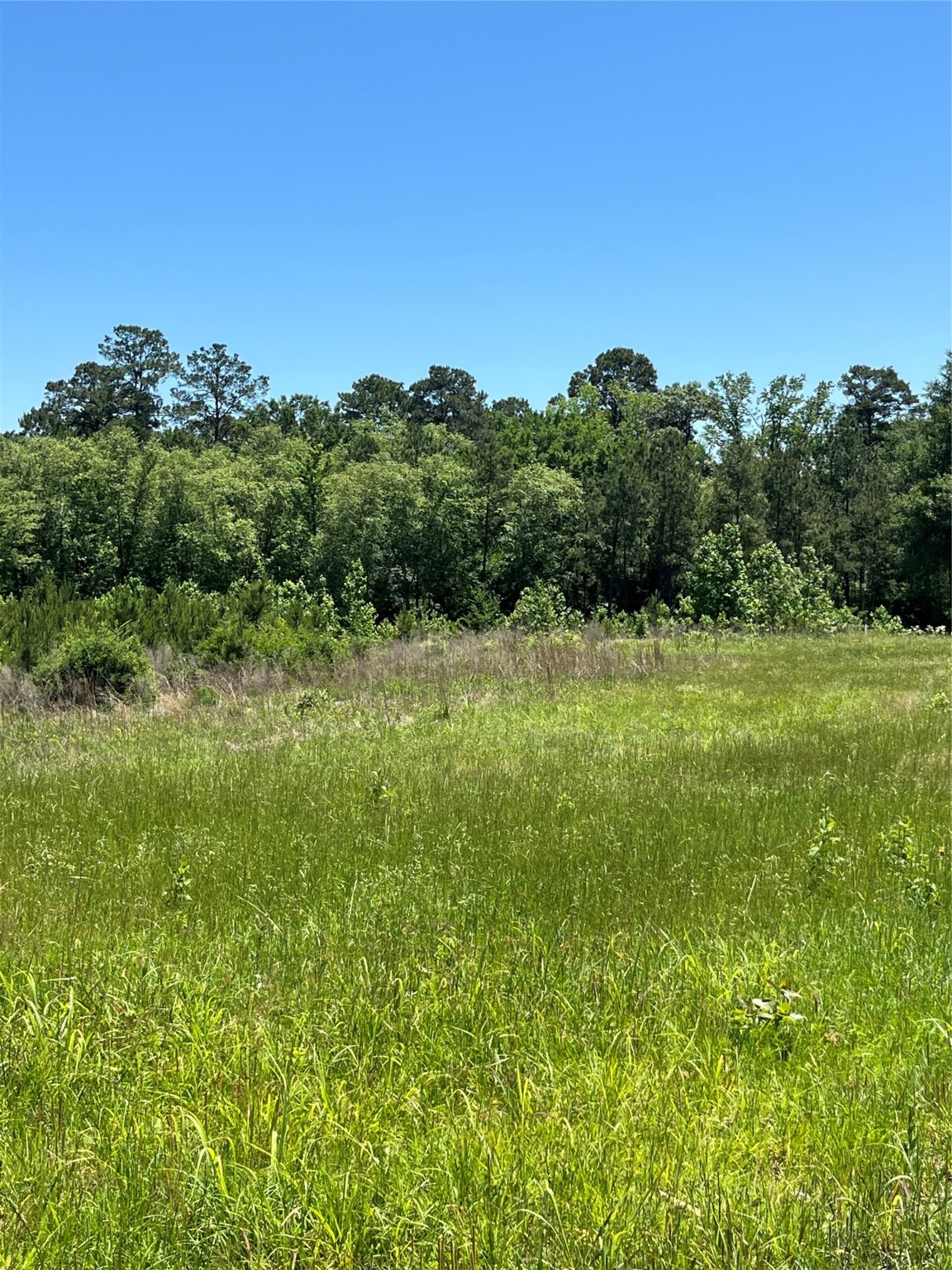 Tbd Tbd Canopy Ridge Crockett, TX 75835 - Photo 7 of 12 a view of a green field with lots of bushes