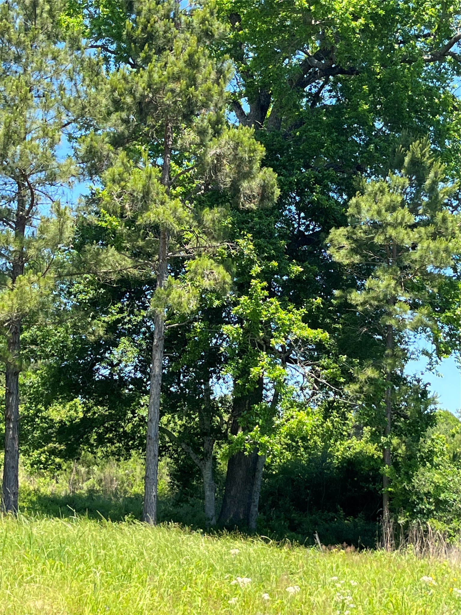Tbd Tbd Canopy Ridge Crockett, TX 75835 - Photo 8 of 12 loads of trees