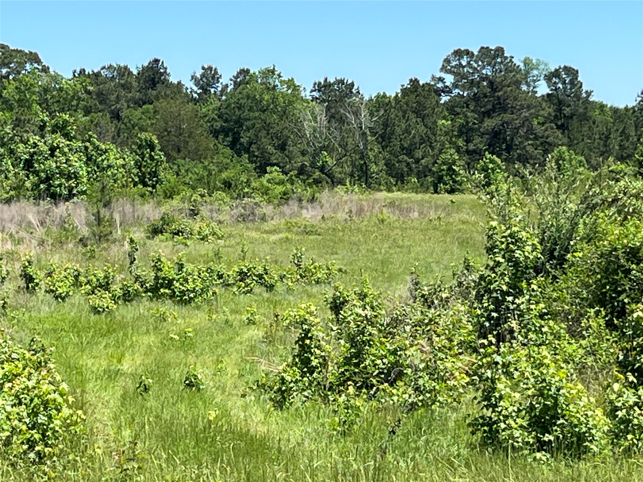 Tbd Tbd Canopy Ridge Crockett, TX 75835 - Photo 9 of 12 open fields