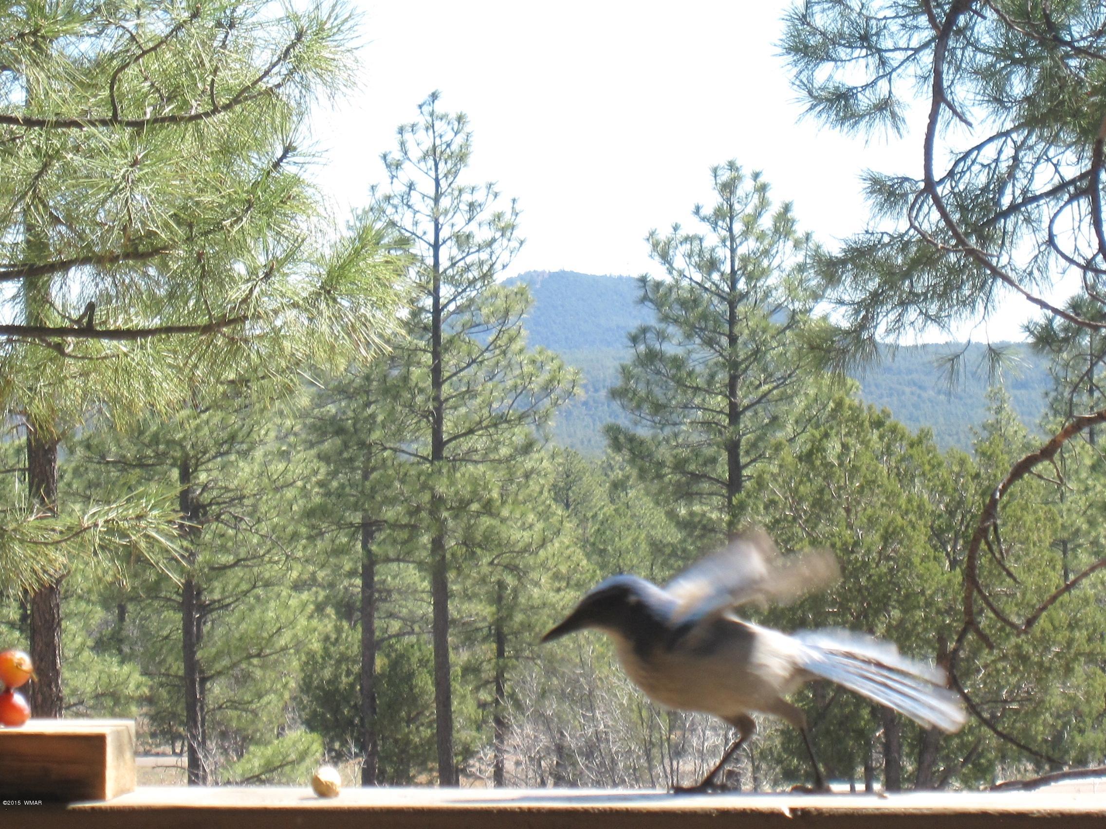 5956 Luminary Way Lakeside, AZ 85929 - Photo 44 of 45