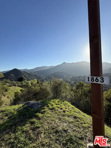 a view of a forest with a tree