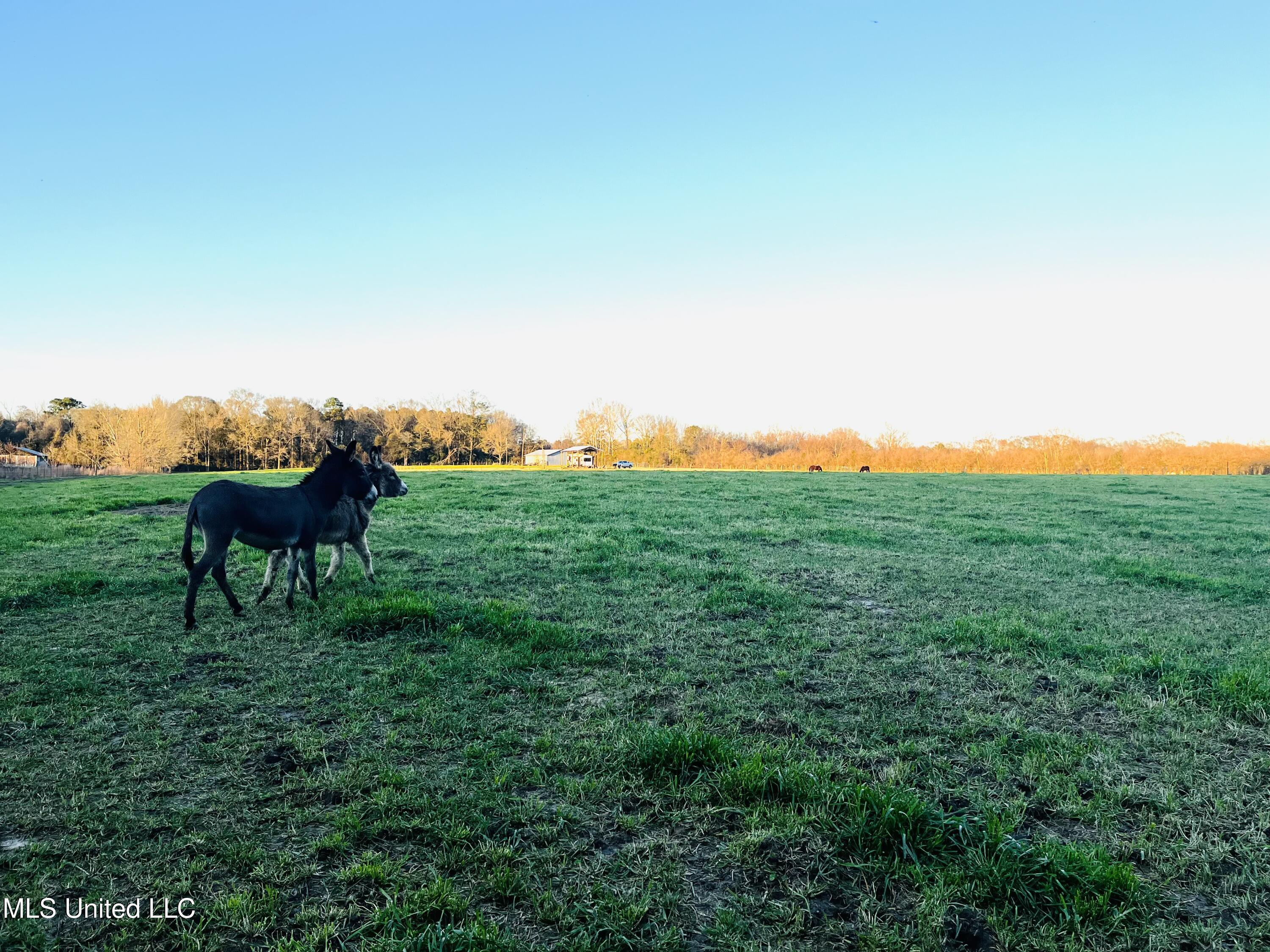 130 Lower Ovett Road Ovett, MS 39464 - Photo 12 of 25 IMG_3877